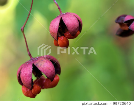 Hanging flower (Tsuribana) fruits in September Hanging flower (Tsuribana) fruits in September 99720640