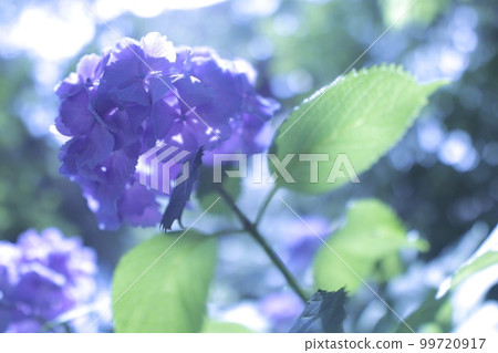 Purple hydrangea 99720917