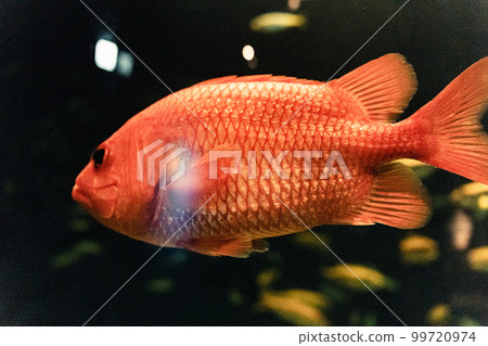 Swimming red snapper 99720974