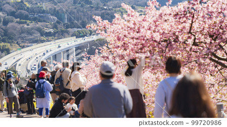 松田町“松田櫻花節”場地神奈川縣旅遊勝地恢復冠狀病毒爆發前的喧囂 2023 年 2 月 99720986