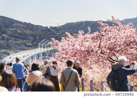 Matsuda Town "Matsuda Cherry Blossom Festival" Venue Kanagawa Prefecture tourist spot regaining its pre-coronavirus bustle February 2023 99720990