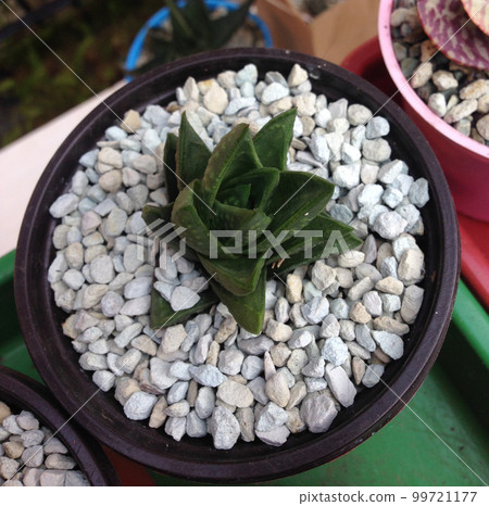 Haworthia Retusa potted 99721177