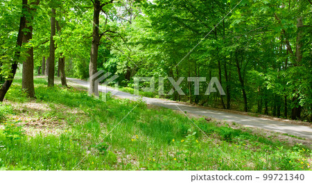 Deciduous forest and forest road. Wide photo. Deciduous forest and forest road. Wide photo. 99721340