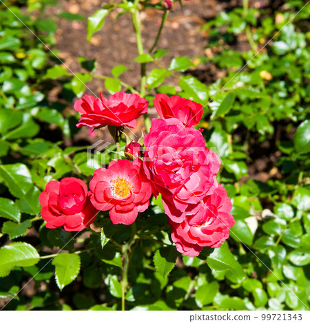 Red roses in the spring garden. Red roses in the spring garden. 99721343