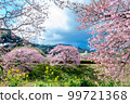 Southern cherry blossoms (Kawazu cherry blossoms blooming in Minamiizu Town) 99721368