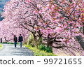 Take a walk along the Kawazu cherry blossom trees (Minamiizu Town "Southern Cherry Blossoms" in full bloom) 99721655