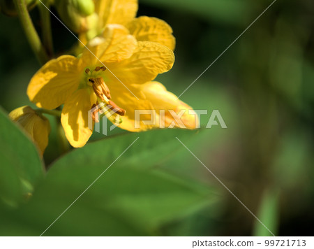 九月盛開的香草花 九月盛開的香草花 99721713