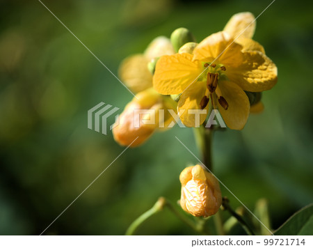 九月盛開的香草花 九月盛開的香草花 99721714