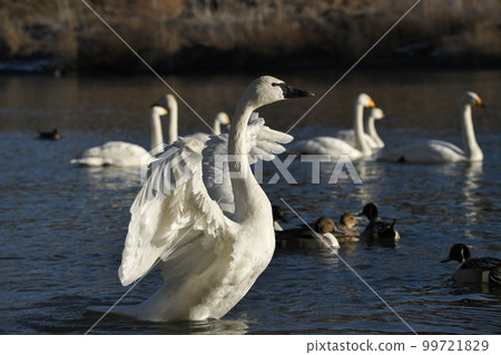 American swan swan American swan swan 99721829