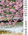 Kawazu-zakura (Minami-no-zakura) blooming along the river in early spring 99721850
