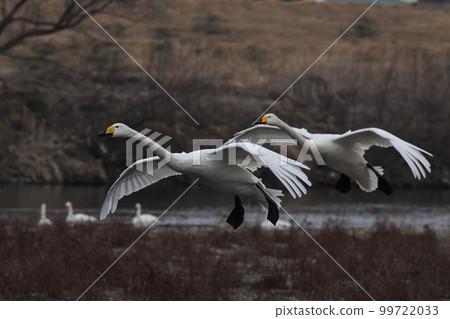 Swan Swan 99722033