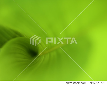turmeric leaves in september turmeric leaves in september 99722155