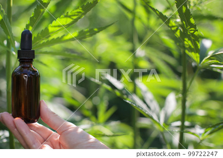 Close-up cannabis oil and leaves in hands holding bottle over leaves of cannabis plant beautiful blurred background. Medicine concept selective focus. Cannabis oil product. Close-up cannabis oil and leaves in hands holding bottle over leaves of cannabis plant beautiful blurred background. Medicine concept selective focus. Cannabis oil product. 99722247
