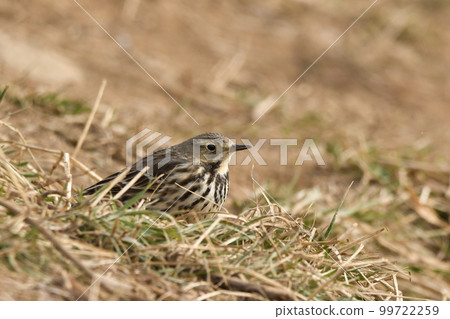 Tahi Bali Tahi Bali 99722259