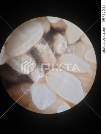 偶然變成大米的大米黴菌 99722552