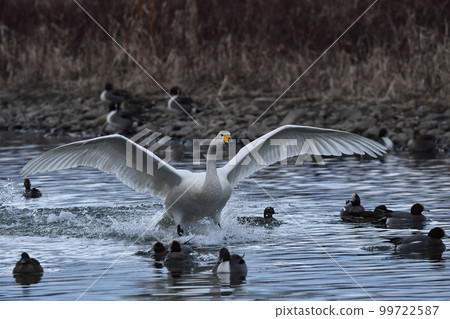 Swan 99722587
