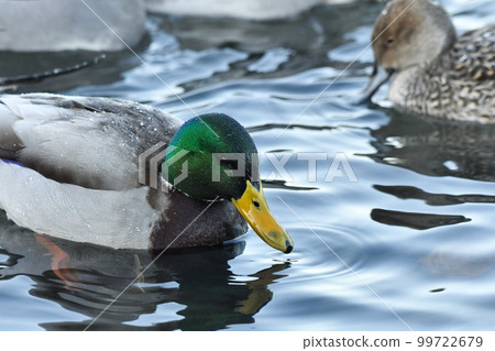 鳧 99722679