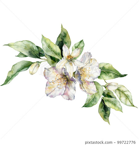 Watercolor flowers bouquet of jasmine with leaves. Hand painted floral card isolated on white background. Holiday Illustration for design, print, fabric or background. Watercolor flowers bouquet of jasmine with leaves. Hand painted floral card isolated on white background. Holiday Illustration for design, print, fabric or background. 99722776