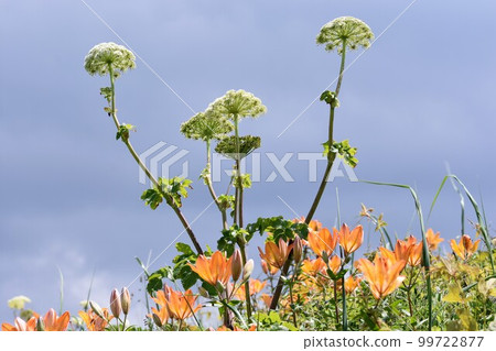 花:白蝦夷西葫蘆和紅蝦夷南瓜百合花圖片素材:6月【拍攝地:北海道北部】 花:白蝦夷西葫蘆和紅蝦夷南瓜百合花圖片素材:6月【拍攝地:北海道北部】 99722877