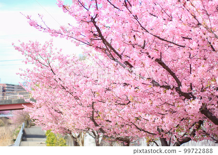 美麗綻放的粉紅色河津櫻花 99722888