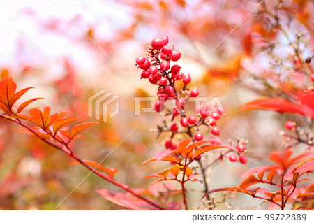 Akananten 紅色水果 99722889