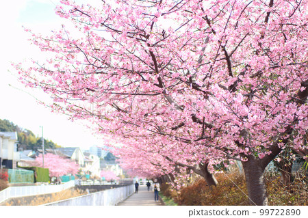 美麗綻放的粉紅色河津櫻花 99722890