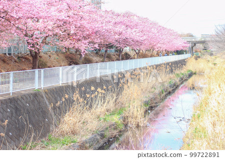 美麗綻放的粉紅色河津櫻花 99722891