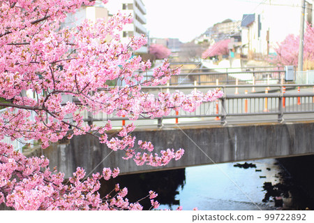 美麗綻放的粉紅色河津櫻花 99722892