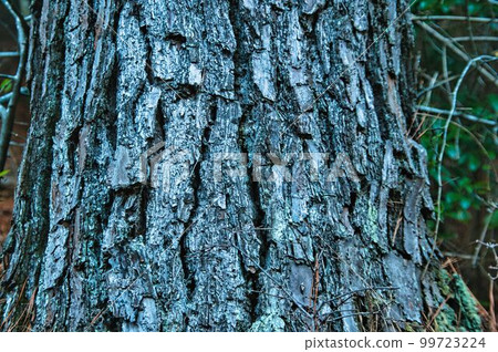 Pine Pine 99723224