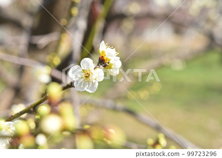 黃梅 黃梅 99723296