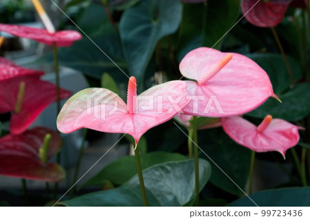 Pink anthurium floating in dark green leaves (horizontal composition) 99723436