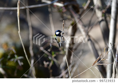 Great Tit Kamakura Central Park 99723933