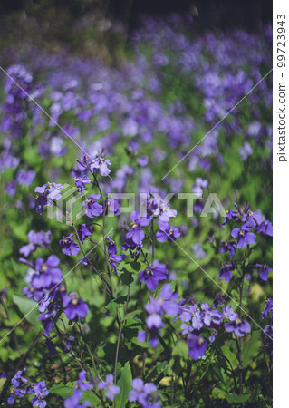 Purple flower radish Murasaki Hanana is a purple flower field in full bloom Purple flower radish Murasaki Hanana is a purple flower field in full bloom 99723943