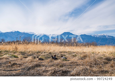 北阿爾卑斯山和冬天草地上的鴨子 北阿爾卑斯山和冬天草地上的鴨子 99724249