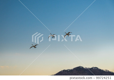 一隻天鵝飛向傍晚的天空 99724251