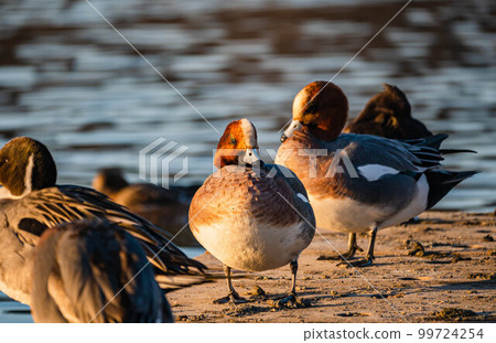 晚上在水邊的歐亞 Wigeon 99724254