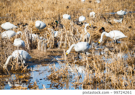 A swan eating food A swan eating food 99724261