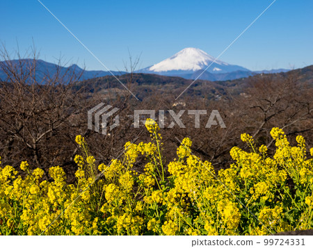 以富士山為背景的油菜花盛開 以富士山為背景的油菜花盛開 99724331