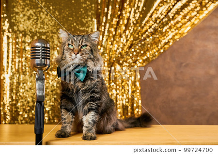 Charming curious cat as it leans in to inspect a vintage microphone. 99724700