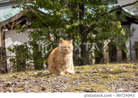 Stray cat with cherry ears Stray cat with cherry ears 99724943