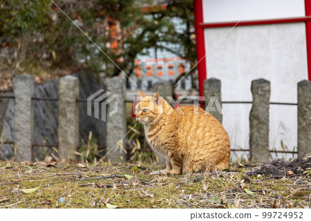 Stray cat with cherry ears Stray cat with cherry ears 99724952