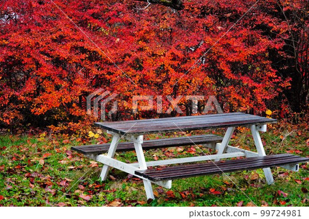 Autumn leaves and benches 99724981