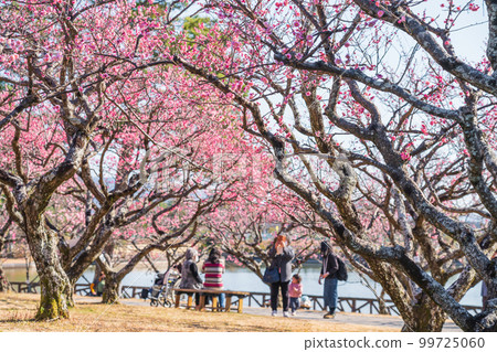 岡崎市南公園葵梅林，梅花盛開<愛知縣岡崎市> 99725060