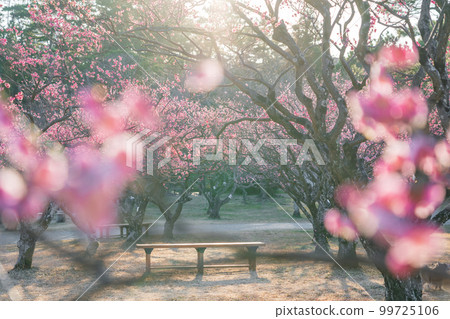 岡崎市南公園葵梅林,梅花盛開<愛知縣岡崎市> 岡崎市南公園葵梅林,梅花盛開<愛知縣岡崎市> 99725106