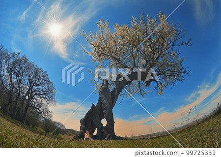 Tree on field against the sky The Power of Rebirth Tree on field against the sky The Power of Rebirth 99725331