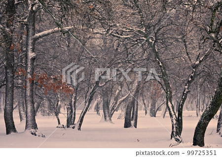 Winter Time in Macin Mountains, Romania 99725351