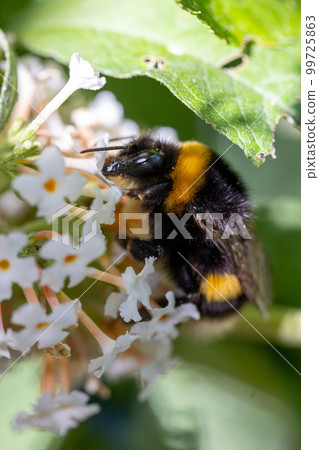 Macro photo of a buff-tailed Bumblebee, pollinating and collecting nectar on a white wild flower 99725863