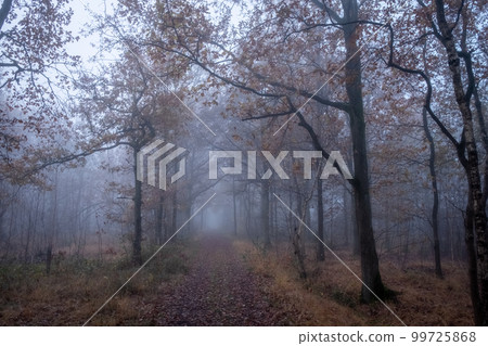 Beautiful mystical forest in blue fog in autumn. Colorful landscape with enchanted trees with orange Beautiful mystical forest in blue fog in autumn. Colorful landscape with enchanted trees with orange 99725868
