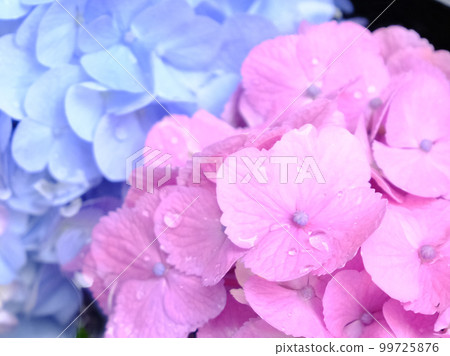 hydrangea   99725876
