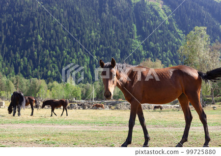 Beautiful red horse with black mane in a mountain pasture Beautiful red horse with black mane in a mountain pasture 99725880